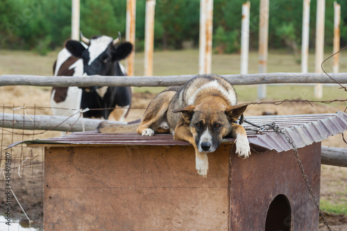 A sad dog guards a pasture with cows lying on the roof of his kennel