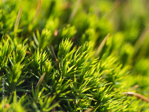 Close up, macro of Polytrichum commune green leaves, haircap moss in sunlight. Seasonal nature background with bokeh and short depth of field. Close-up with space for text.