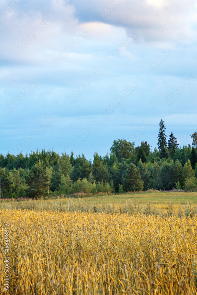 Obraz premium wheat in the fall and the forest