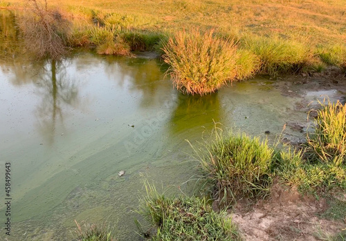Pond scum algae late summer green growth in water