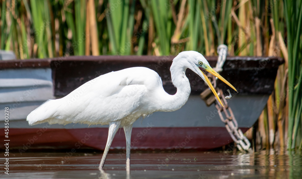 Obraz premium great white heron fishing