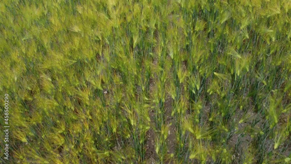 Aerial view on Green wheat field in countryside. Field of wheat blowing in the wind at sunny spring day. Ears of barley crop in nature. Agronomy, industry and food production. Aerial view on Green wheat field in countryside. Field of wheat blowing in the wind at sunny spring day. Ears of barley crop in nature. Agronomy, industry and food production.