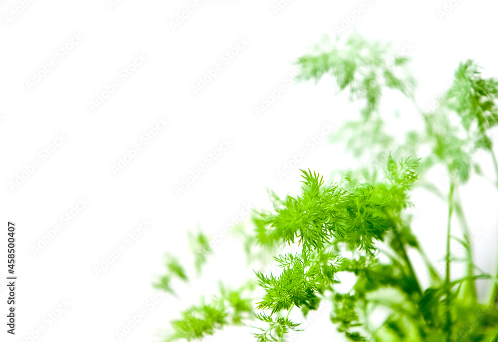 fresh green plant on blurred background, home garden, greenery at home, taking care of plants. fresh green plant on blurred background, home garden, greenery at home, taking care of plants.