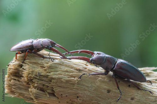 Two male stag beetles in the mating season , Prosopocoilus astacoides