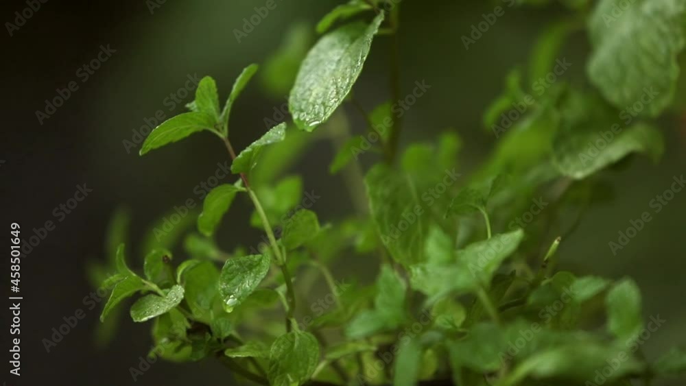 fresh green plant on blurred background, home garden, greenery at home, taking care of plants. fresh green plant on blurred background, home garden, greenery at home, taking care of plants.