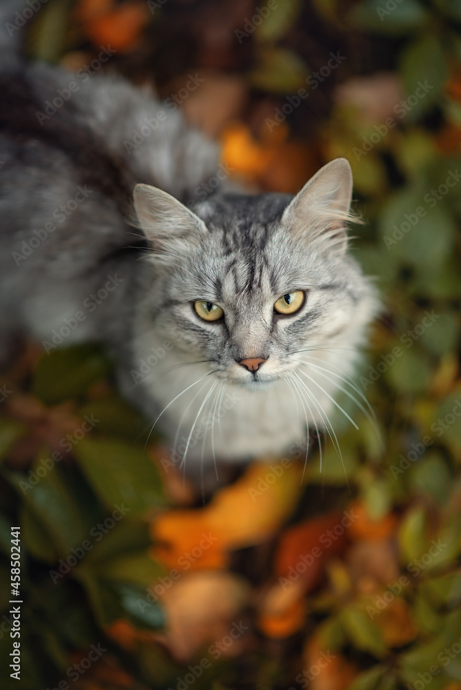 A gray fluffy cat on a background of yellow leaves.