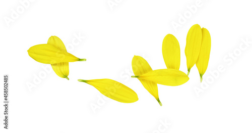 Set of yellow chrysanthemum...