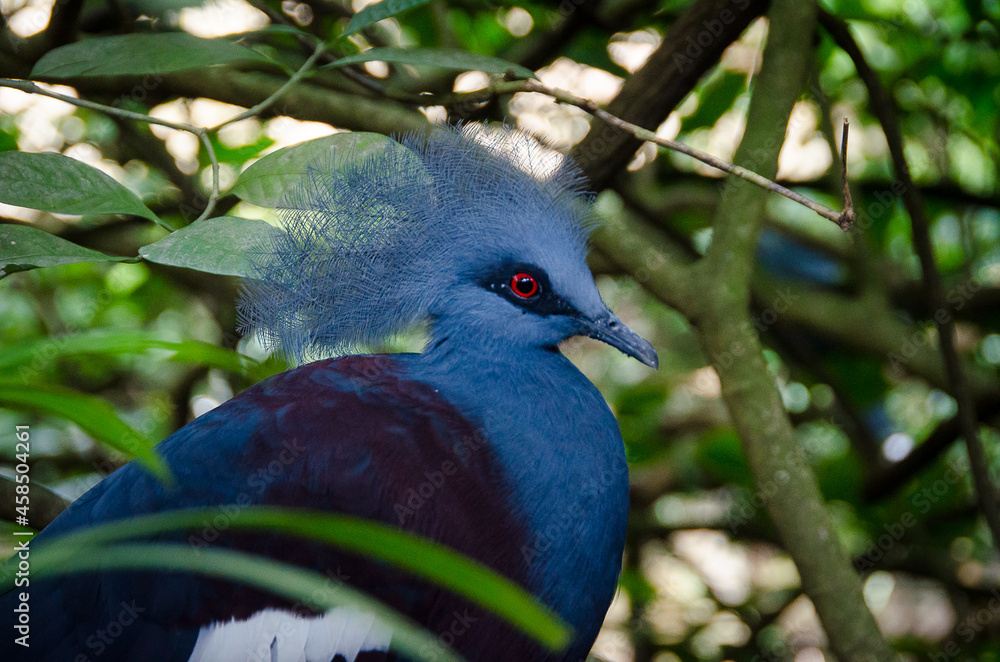Fototapeta premium The blue pigeon