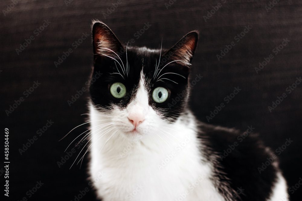Portrait of funny black and white cat with green eyes