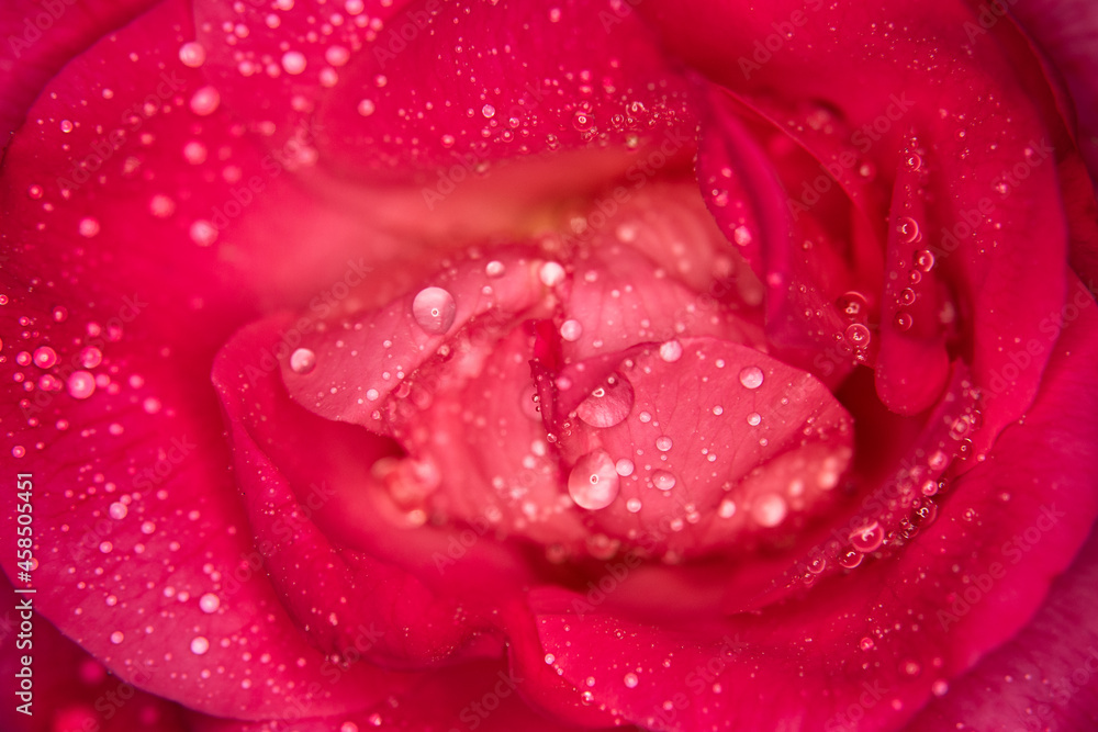 Gros plan sur une rose sous la rosée