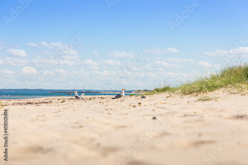 Möven am Strand an der Ostsee