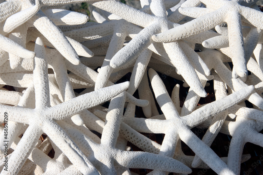 White starfish at the market in Burgas White starfish at the market in Burgas