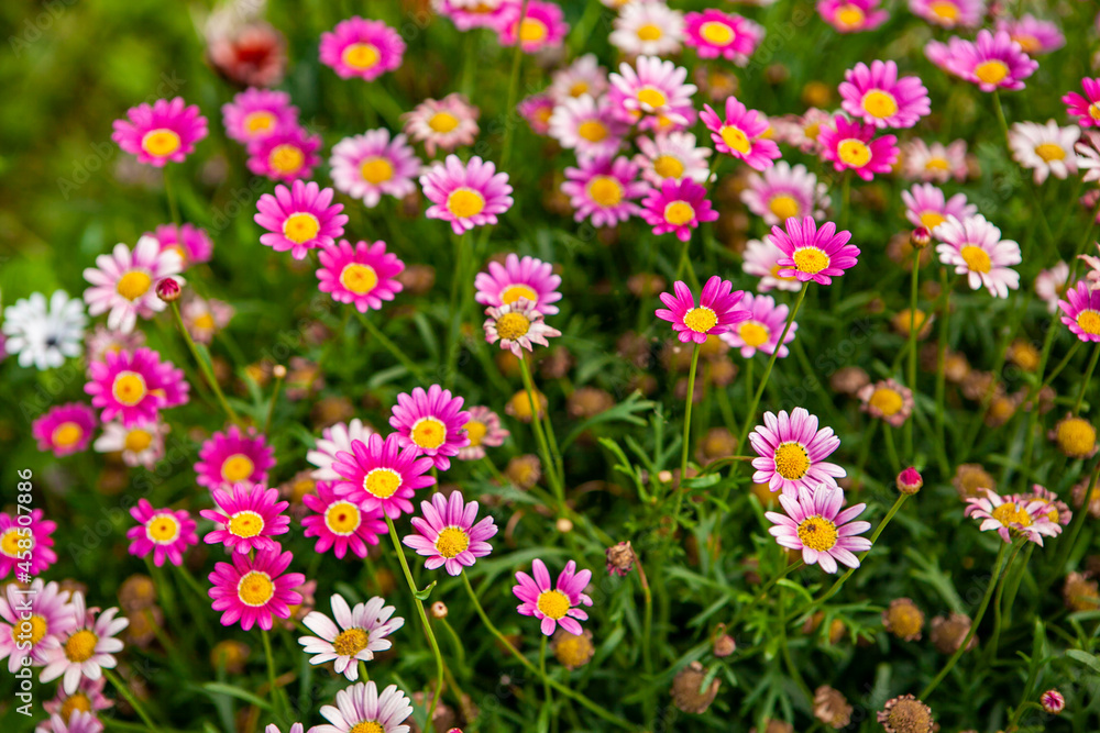 Obraz premium beautiful pink daisy chamomiles