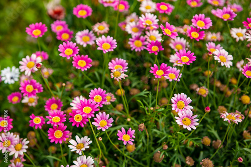 beautiful pink daisy chamomiles