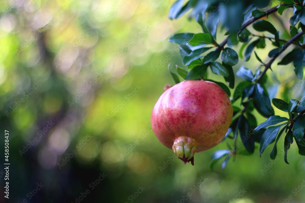 Fresh pomegranate on the tree. Selective focus. Fresh pomegranate on the tree. Selective focus.