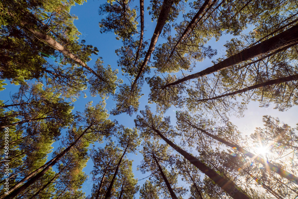 Fototapeta premium beautiful landscape with the top of a pine forest