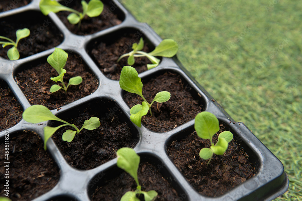 Closeup growing baby young fresh green vegetable lettuce organic salad in black square plastic container with artificial grass outdoor background. How to start growing and take care of plant concept Closeup growing baby young fresh green vegetable lettuce organic salad in black square plastic container with artificial grass outdoor background. How to start growing and take care of plant concept