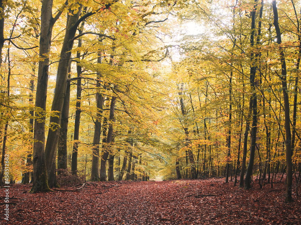 Fototapeta premium In Wald und Heide
