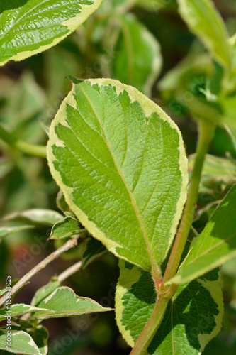 Variegated Weigela