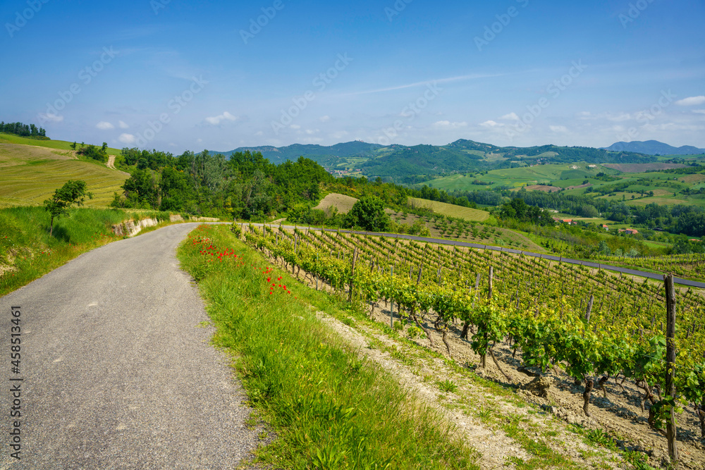 Vineyards at May in Piedmont, near Garbagna and Brignano