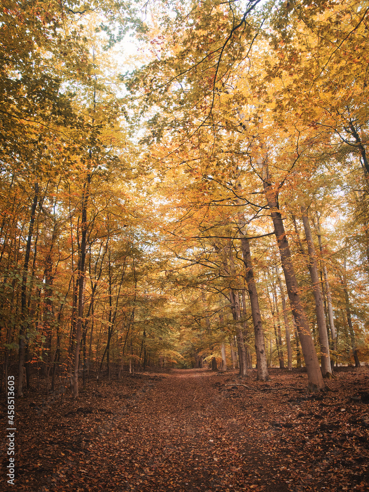Fototapeta premium In Wald und Heide