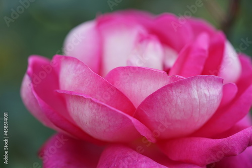 pink rose