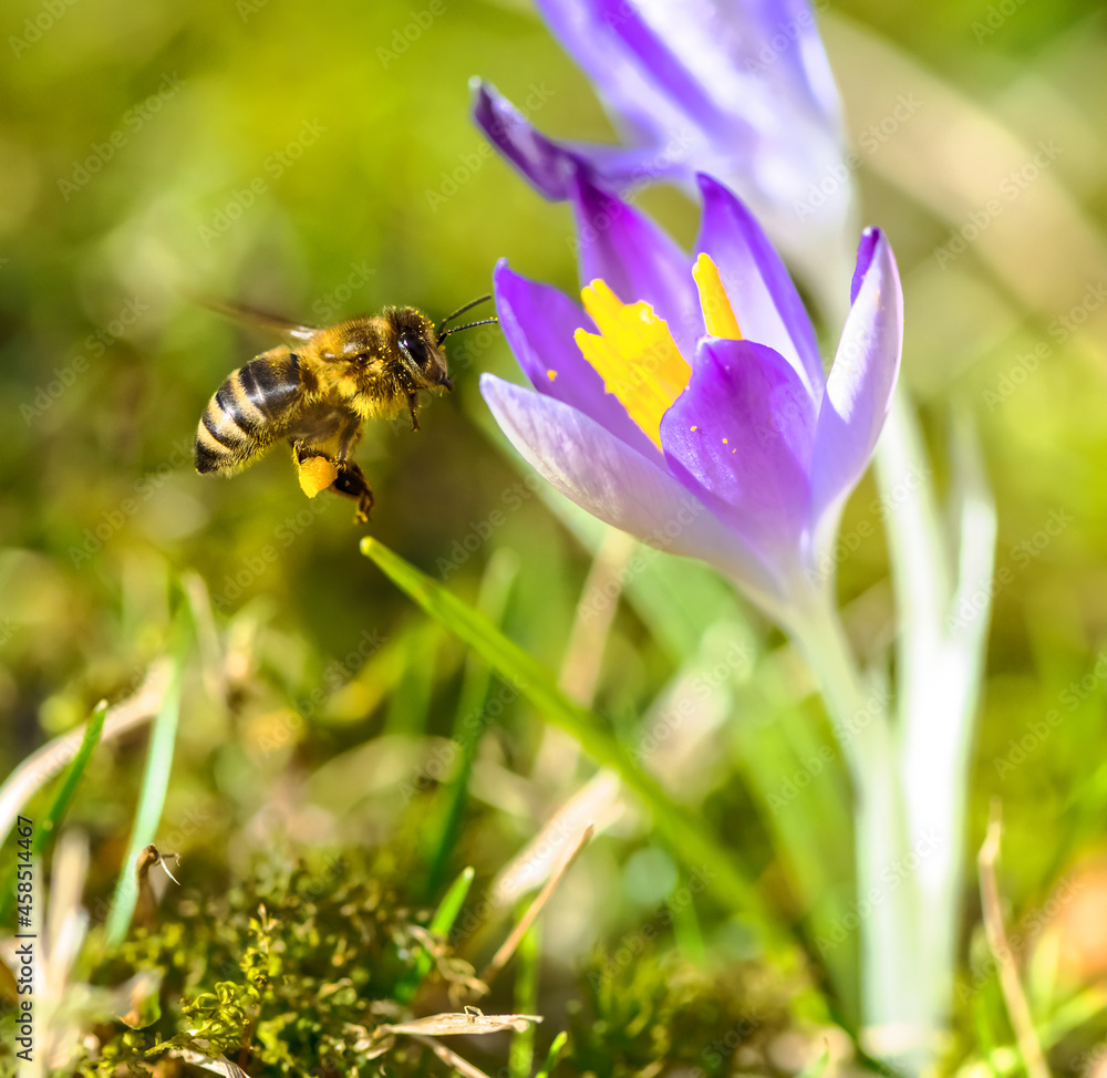 Bee flying to a purple crocus flower blossom Bee flying to a purple crocus flower blossom