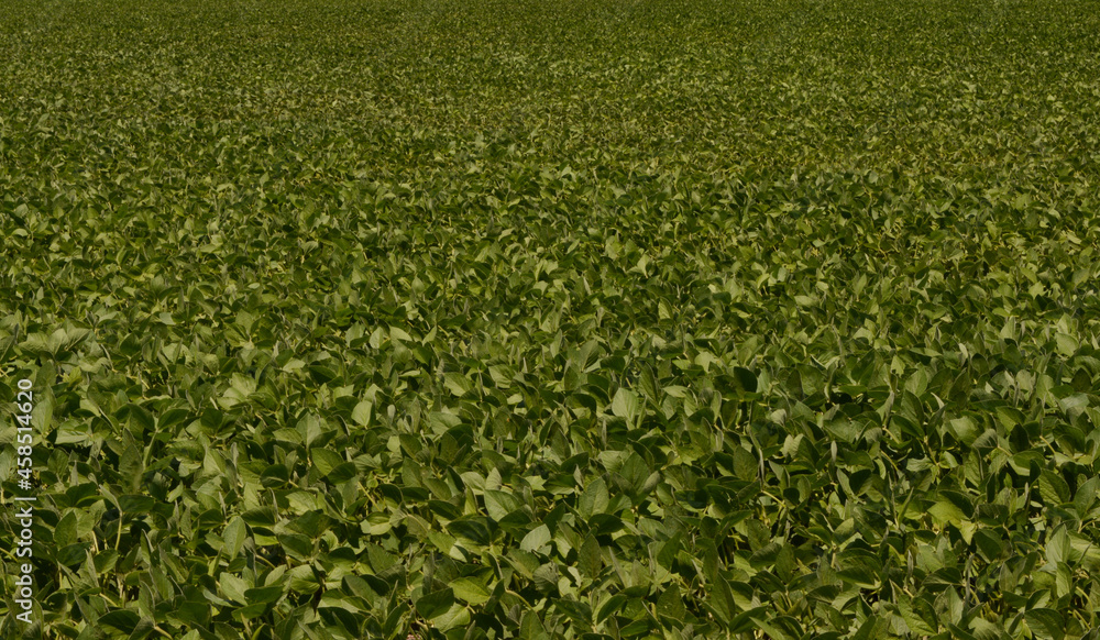 soy plantation, Argentine countryside. soybean harvest background
