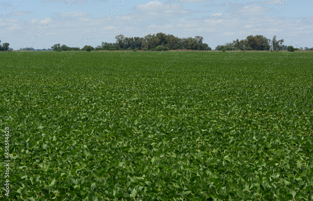 Obraz premium soybean field, plantation of the Argentine countryside industry.