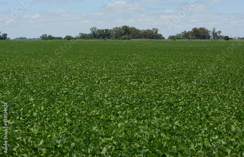 soybean field  plantation of the Argentine countryside industry.