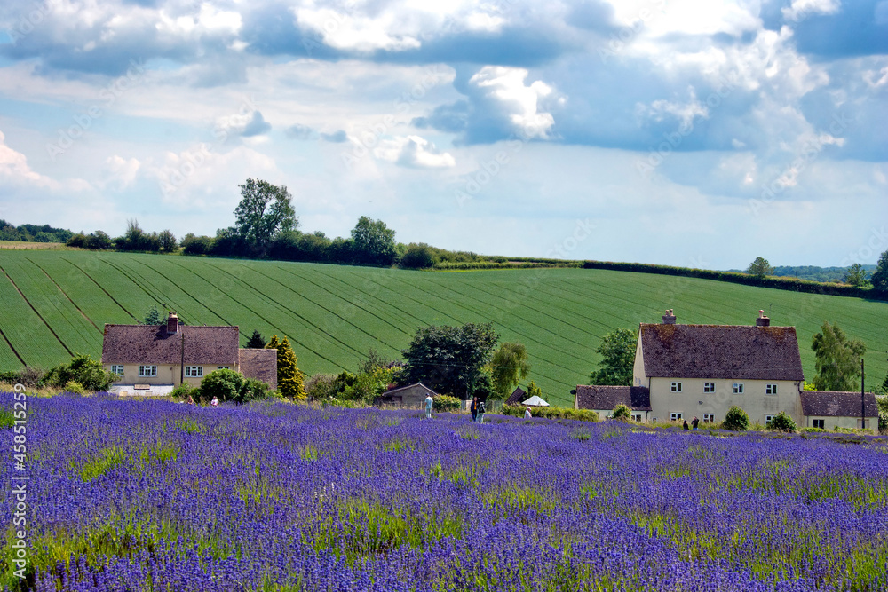Lavender Field Summer Flowers Cotswolds Gloucestershire England