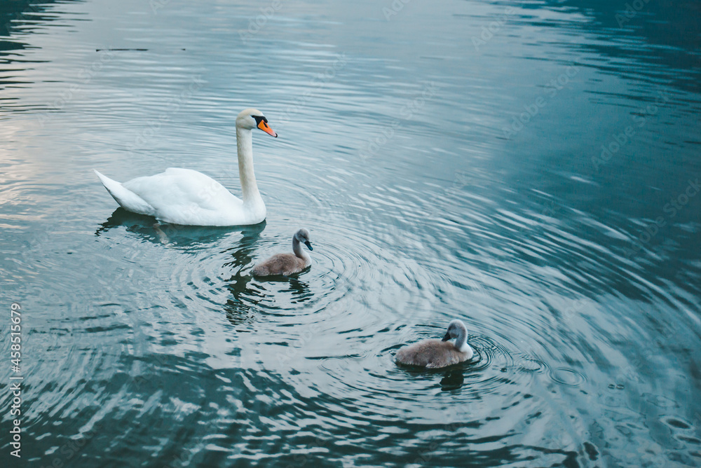 Naklejka premium swans family in lake water close up