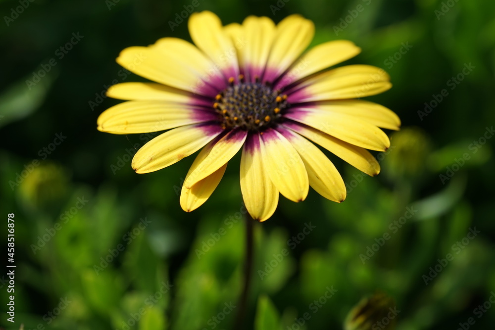 yellow flower in the garden yellow flower in the garden