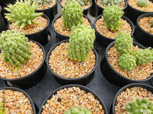 Mammillaria Longimamma Monstruosa is a succulent cactus. Stems round, soft, cylindrical green with soft spines at the tip of the stem.