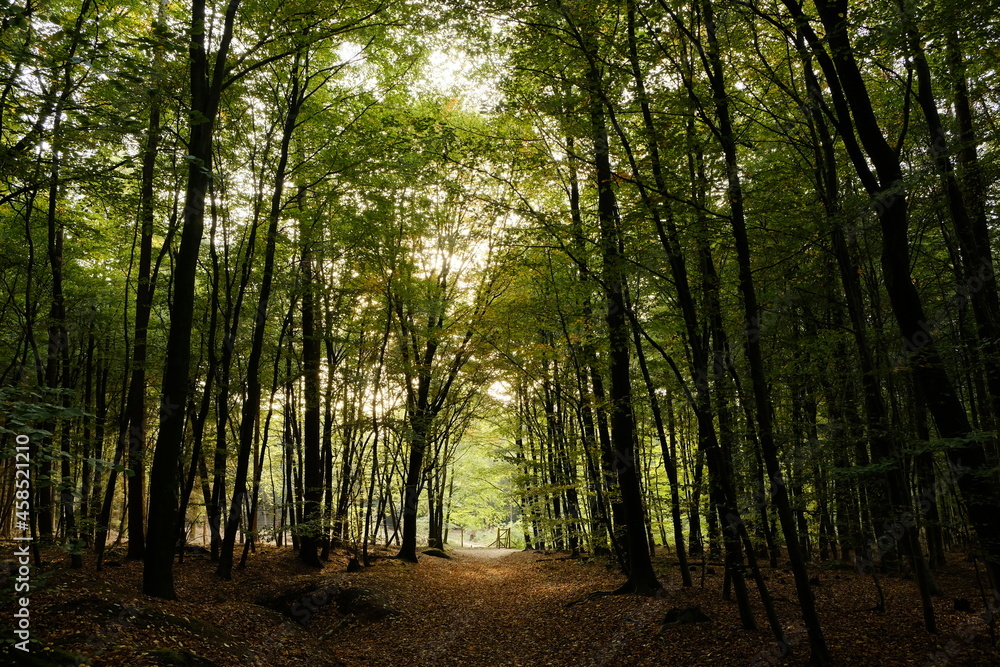 Fototapeta premium forest
