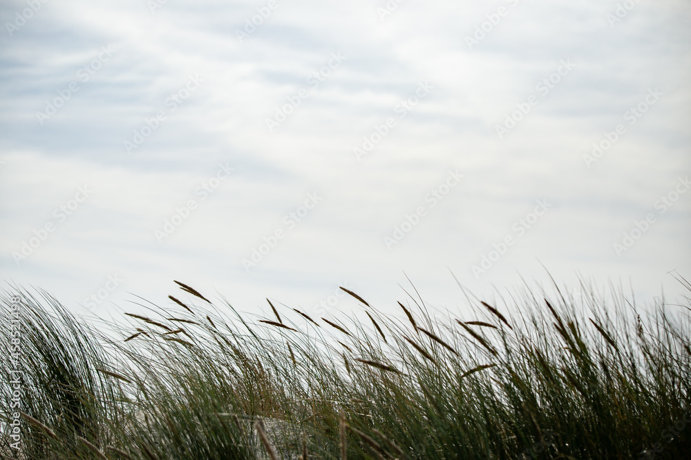 Obraz premium Strandgras