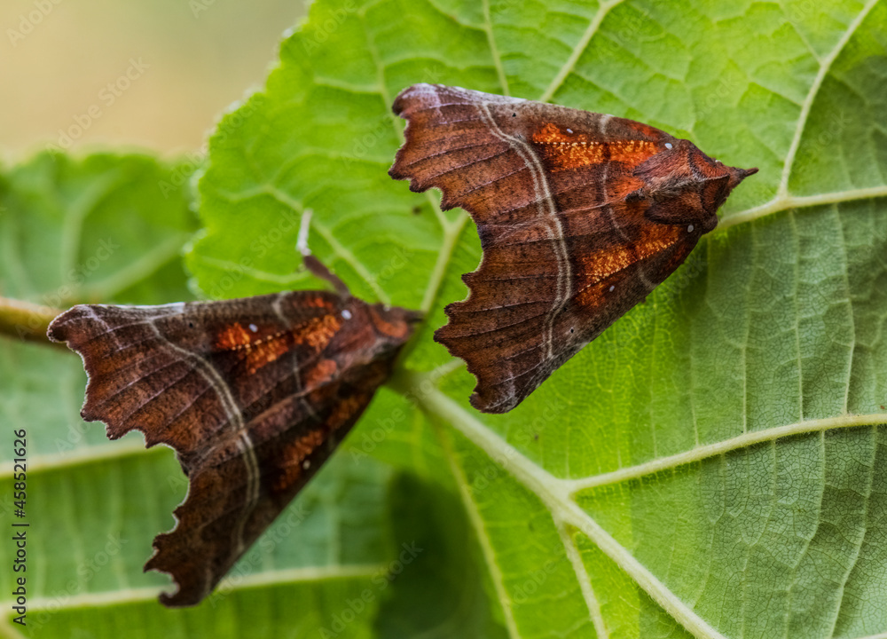 Obraz premium Herald Moths