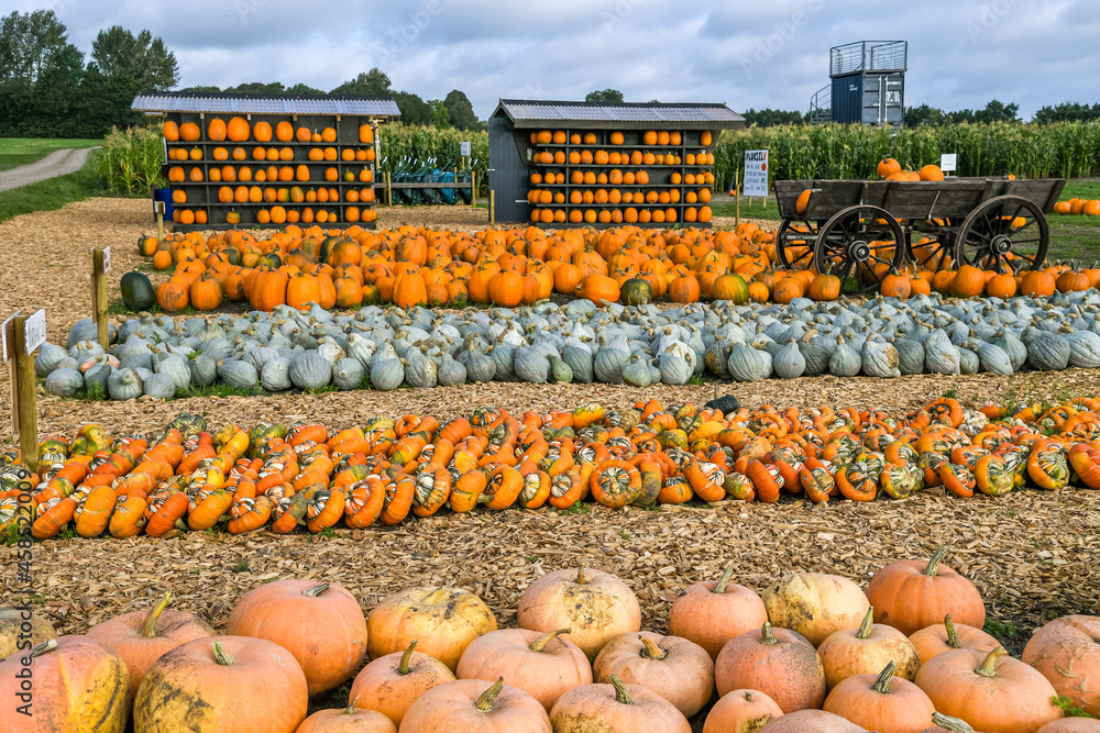 A field with many varieties, of orange pumpkins at outdoor farmers market, Halloween pumpkin, Di Chioggia, Polar bear, Turban