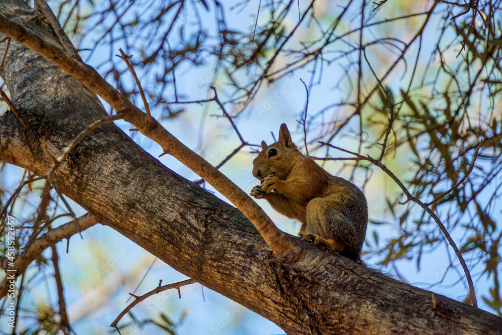 Squirrel on the tree in the nature close up view Squirrel on the tree in the nature close up view