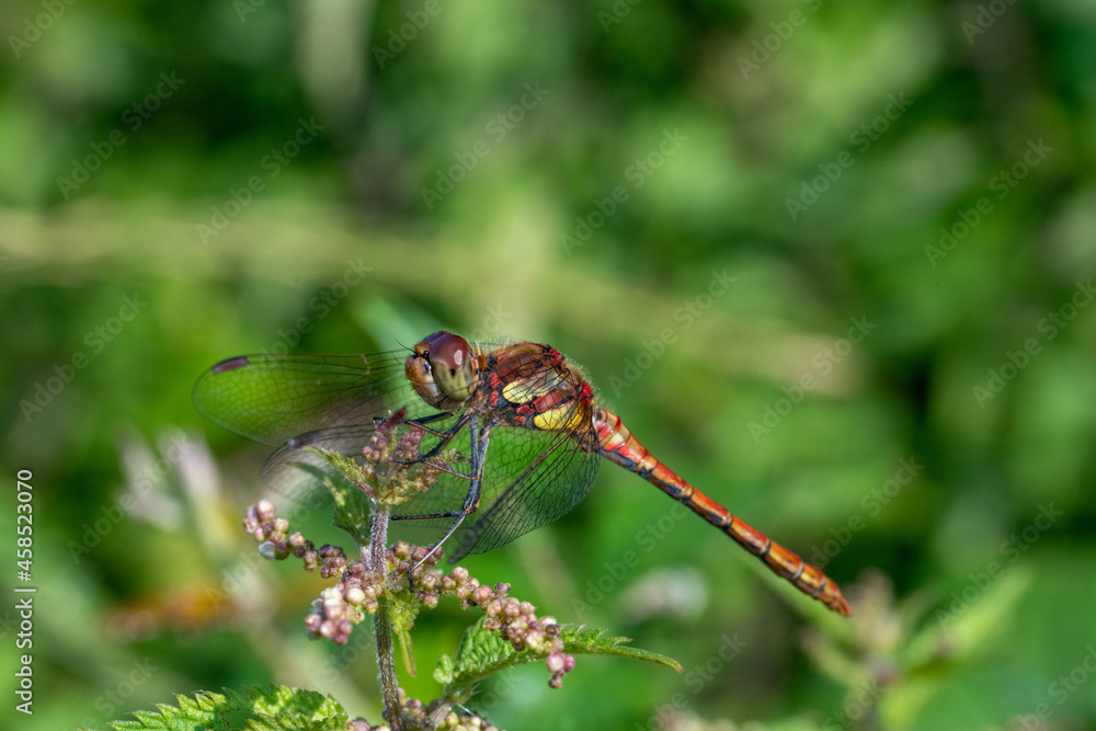 Ruddy Darter dragonfly (Sympetrum sanguineum) Ruddy Darter dragonfly (Sympetrum sanguineum)