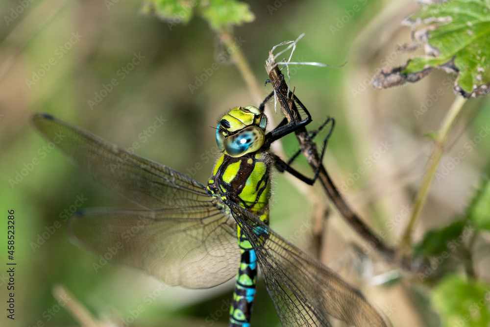 Male Southern Hawker dragonfly (Aeshna cyanea) Male Southern Hawker dragonfly (Aeshna cyanea)