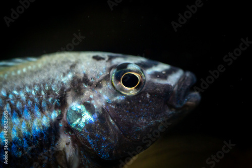 Meet the eyes of Golden Mbuna(Melanochromis auratus).