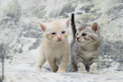 Funny little gray and red kittens sit on a gray background. They look at the camera. Pets. Close-up. Copyspace.