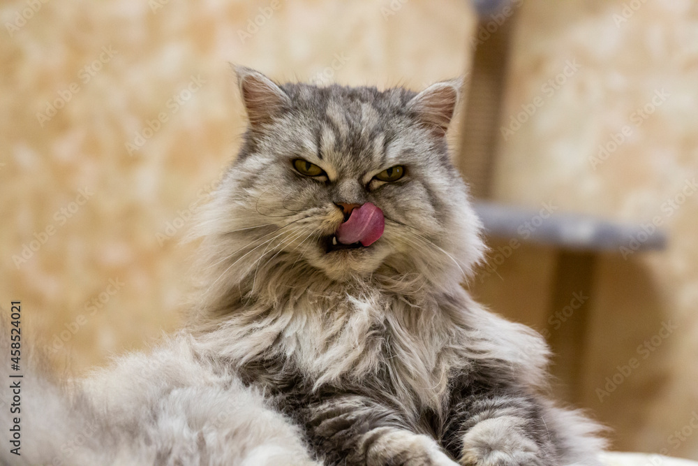 cat licks its lips after eating. A thoroughbred Highland straight cat with a stern look of a killer shows its tongue after lunch.
