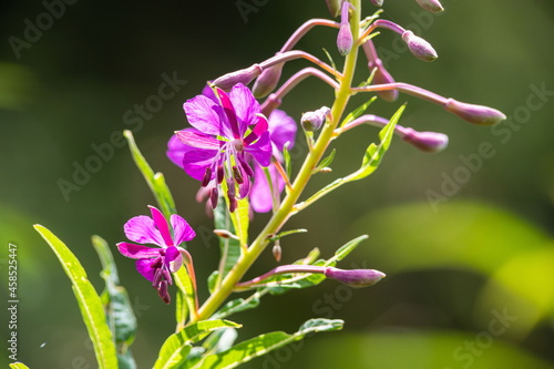 Willowherb - Epilobium Angustifolium. blooming sally Epilobium angustifolium. Purple Alpine Fireweed. epilobium flower photo