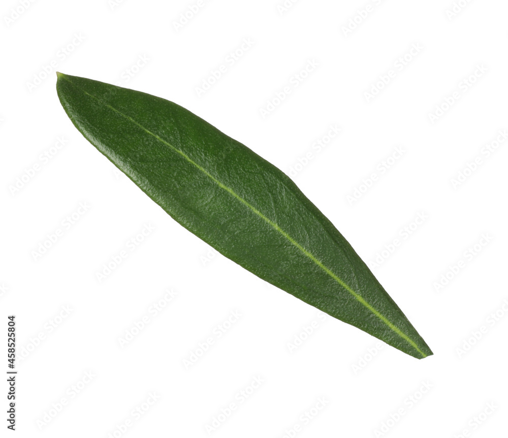 Fresh green olive leaf isolated on white Fresh green olive leaf isolated on white
