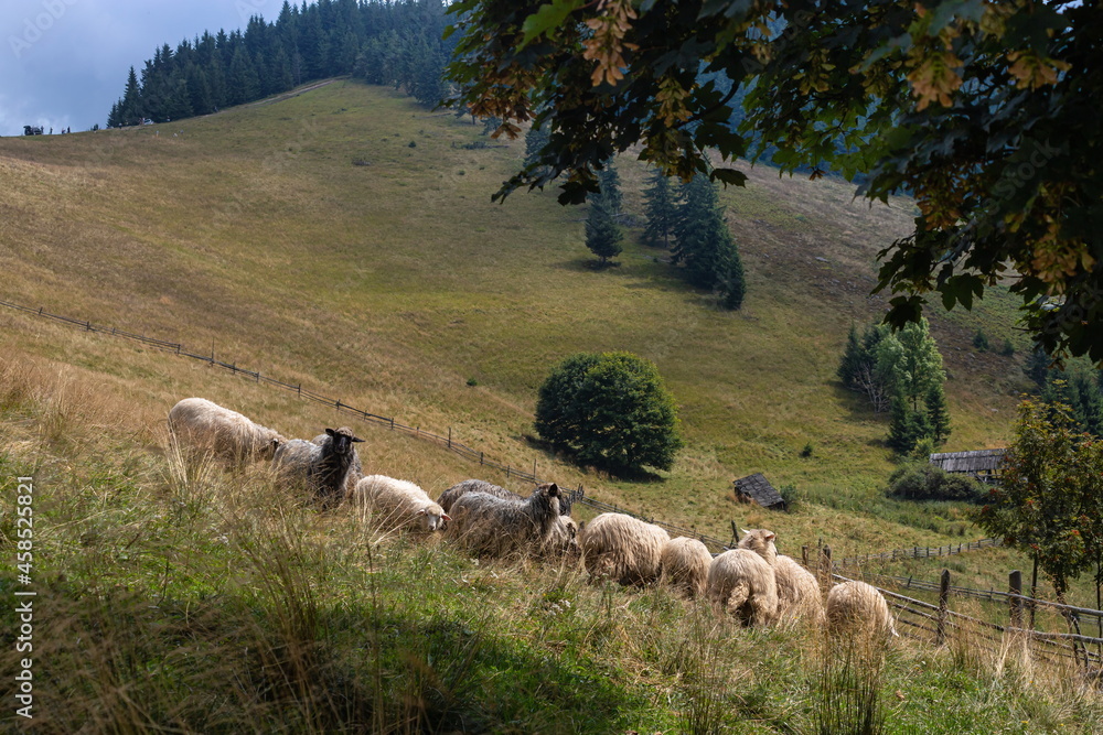 Fototapeta premium Sheep on grazing near mountain village, Carpathian mountains, Lazeschyna, Ukraine at autumn day