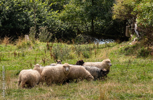 Sheep on grazing near mountain village, Carpathian mountains, Lazeschyna, Ukraine at autumn day