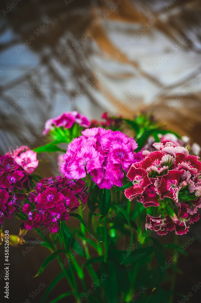 Fototapeta premium bouquet of red, pink and purple suites william's on the background of embossed glass with reflections