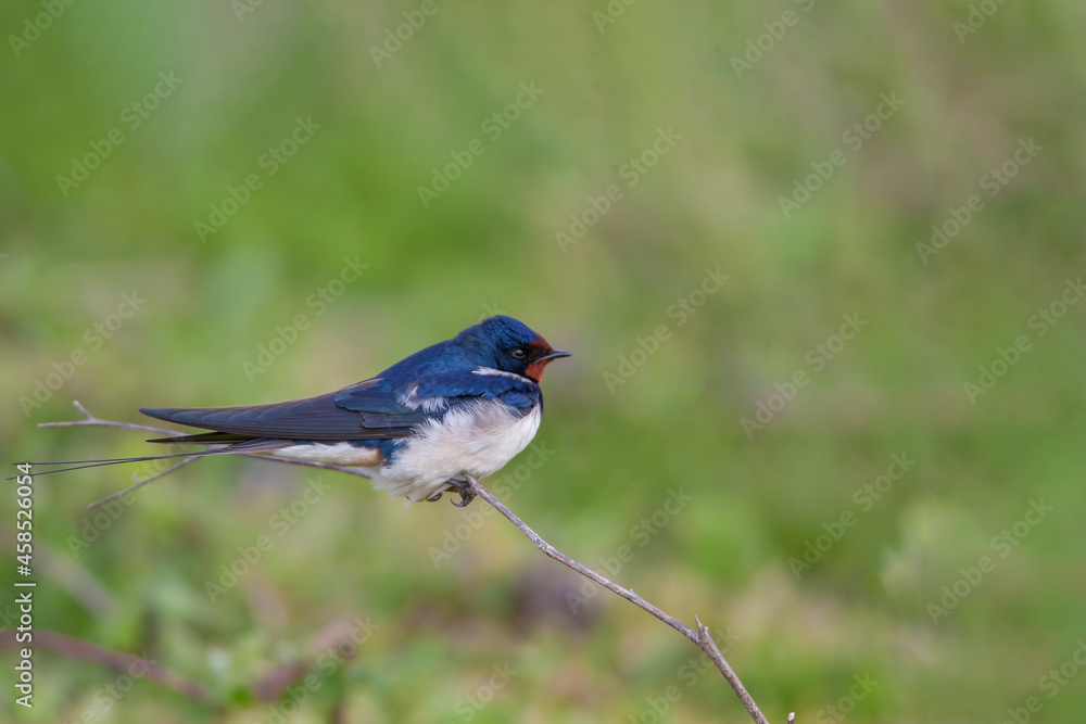 Barn Swallow (Hirundo rustica) walking on the grass Barn Swallow (Hirundo rustica) walking on the grass